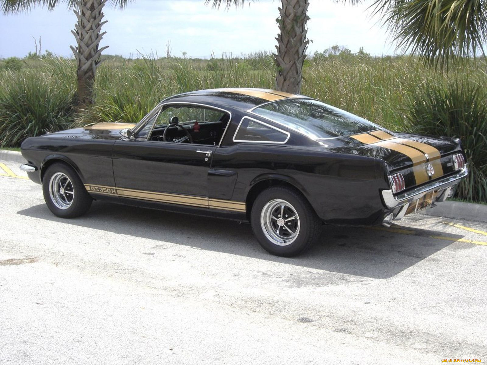 , mustang